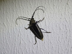 Nadezhdiella cantori