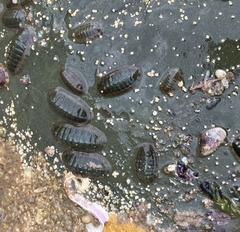 Ischnochiton australis