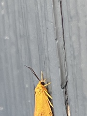 Virbia aurantiaca