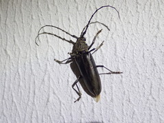 Nadezhdiella cantori
