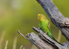 Melopsittacus undulatus