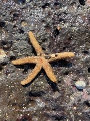 Asteroidea