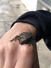 Anura