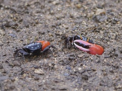 Paraleptuca crassipes