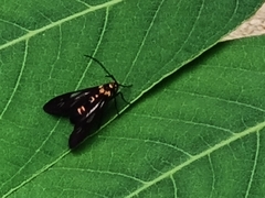 Thyrassia