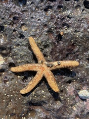 Asteroidea