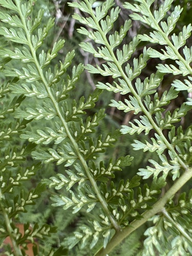 Athyrium microphyllum