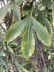 Pseudopanax lessonii
