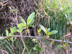 Coprosma ×cunninghamii
