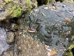 Ischnochiton australis