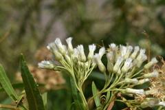 Baccharis salicifolia
