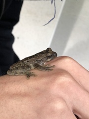 Anura