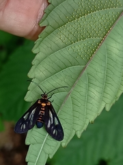 Thyrassia