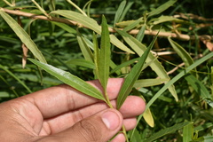 Baccharis salicifolia