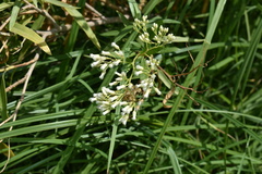 Baccharis salicifolia