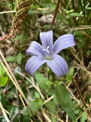 Campanula californica