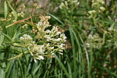 Baccharis salicifolia