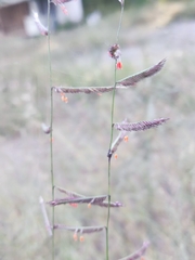 Bouteloua barbata