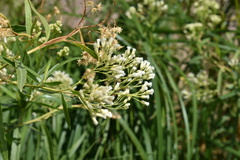 Baccharis salicifolia