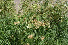 Baccharis salicifolia