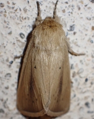 Sesamia nonagrioides