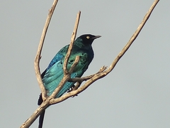 Lamprotornis caudatus