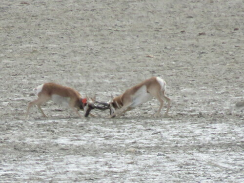 Pronghorn, photo 4 of 7