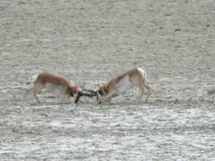 Pronghorn photo 4