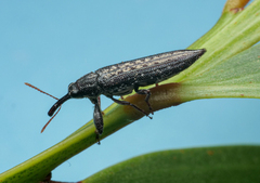 Rhinotia