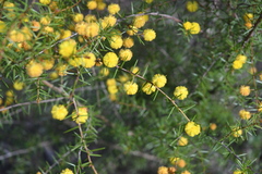 Acacia brownii