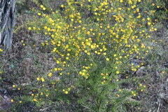 Acacia brownii