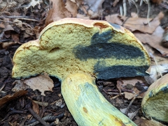 Boletus sensibilis