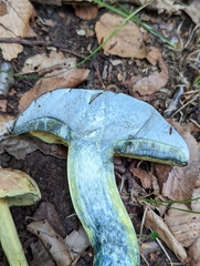 Boletus sensibilis