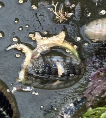 Ischnochiton smaragdinus