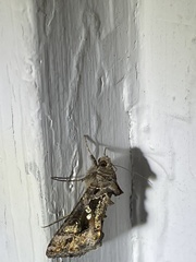 Chrysodeixis