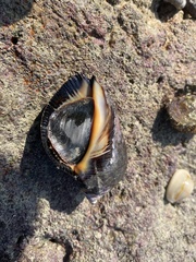 Rapaninae