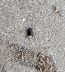 Macroscytus brunneus