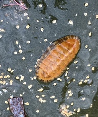 Ischnochiton