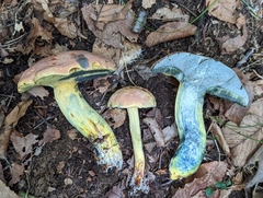 Boletus sensibilis