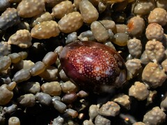 Monetaria caputserpentis