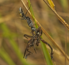 Myrmecia gilberti