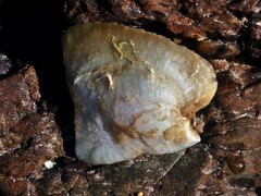 Isognomon