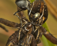 Iridomyrmex rufoniger
