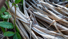 Lophognathus gilberti