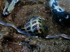 Conus ebraeus
