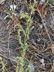 Artemisia commutata