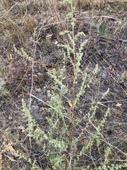 Artemisia commutata