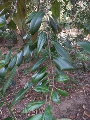 Backhousia citriodora