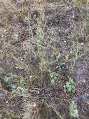 Artemisia commutata