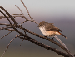 Acanthiza uropygialis